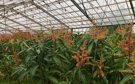 久米島赤鶏牧場 完熟！冷凍ミニマンゴー1kg（9～12玉） アーウィン アップルマンゴー ミニサイズ 小さい 完熟 アイス 濃厚 ねっとり 高糖度 まるごと 甘い 循環型農業 減農薬栽培 芳醇 爽やか