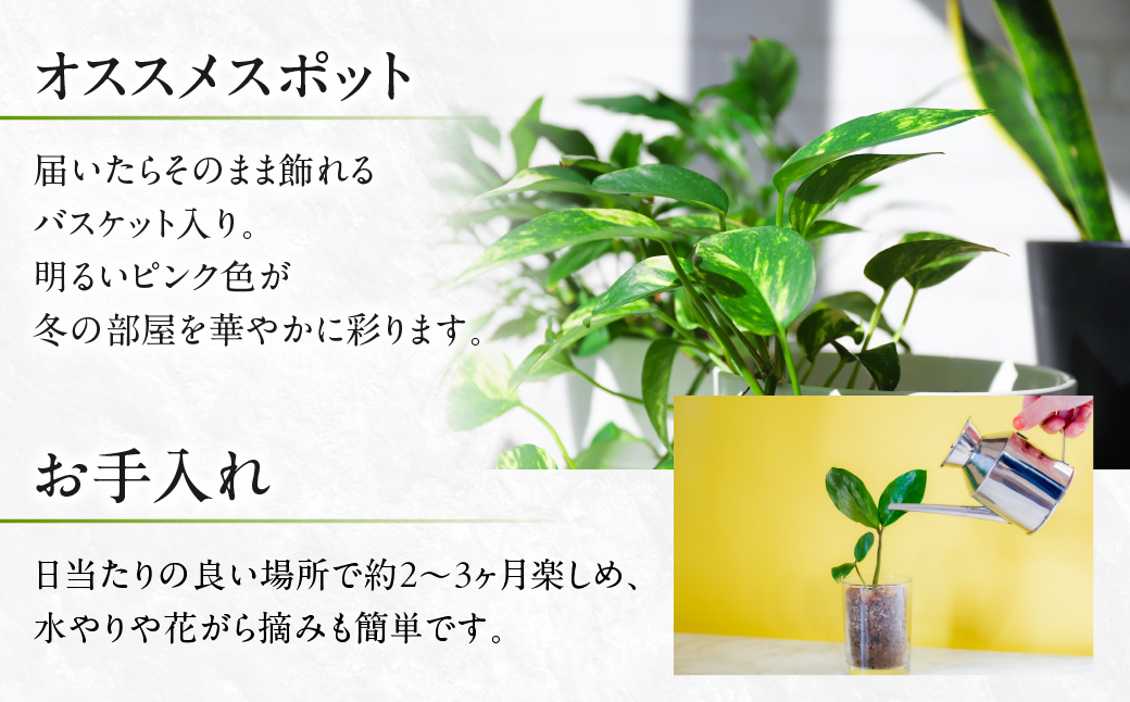 プリンセチア ホットピンク 観葉植物 植物 5号鉢 人気 おしゃれ かわいい お手入れ 室内 大鉢 中型 インテリア リビング 玄関 寝室 キッチン オフィス プレゼント ギフト 冬 クリスマス フラ