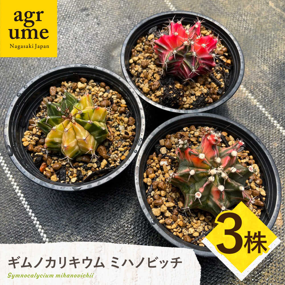 【ふるさと納税】ギムノカリキウム ミハノビッチ 3株 Gymnocalycium mihanovichii 長与町/アグリューム[EAI223]