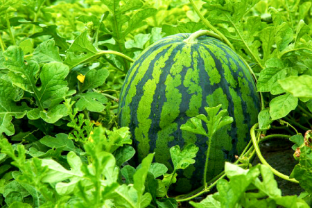 A-1273 【先行予約】益田産 西瓜 1玉【すいか 先行予約 季節限定 期間限定 早期予約 スイカ 果物 くだもの フルーツ】