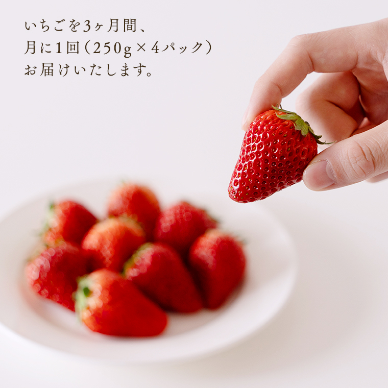 【 定期便 】 合計3kgお届け いちご の3ヶ月連続お届け便 （1回：250g×4パック）×3回 【1月から発送開始】（茨城県共通返礼品 [いちご]：城里町産） 果物 フルーツ イチゴ 苺 白いちご