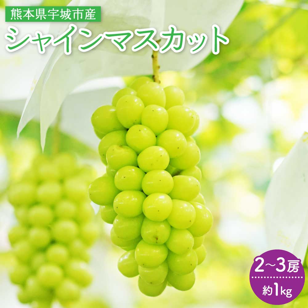 【ふるさと納税】 シャインマスカット 2〜3房 約1kg マスカット ぶどう 葡萄 国産 九州 熊本県 宇城市 森田満 【2026年7月下旬〜8月上旬頃発送予定】