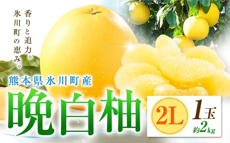 柑橘 晩白柚 2L 1玉 2kg 日本フルーツ株式会社