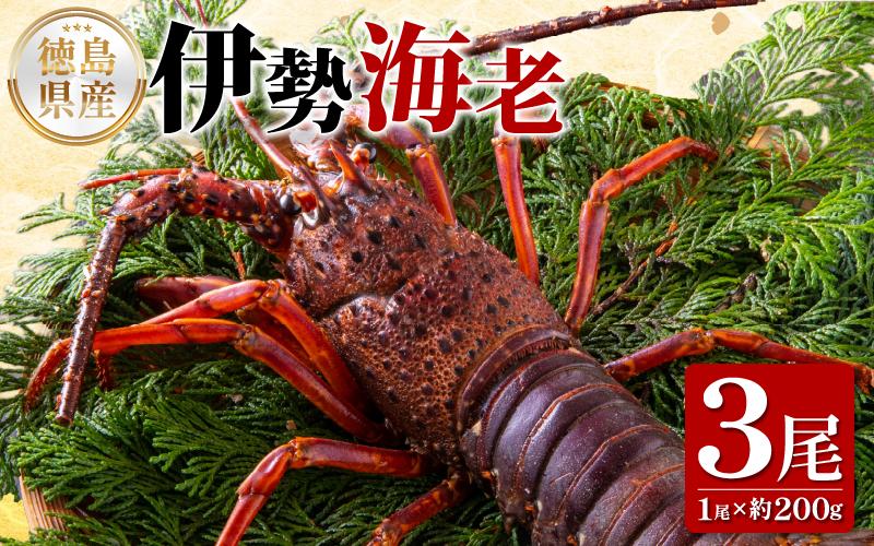 伊勢海老 200g 3尾 えび エビ 高級 伊勢 伊勢えび 鮮魚 海鮮 魚介 刺身 焼き物 汁物 イセエビ 海老 正月 おせち ギフト 贈答 贈り物 祝い 歳暮 中元 年末 年始 ebi 徳島 阿南 