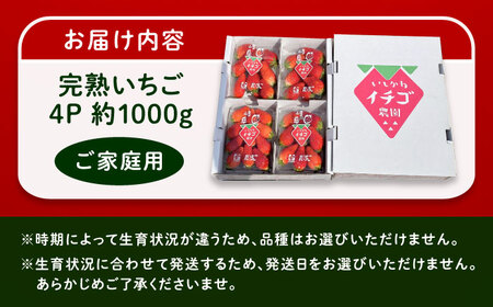 石川農園 完熟いちご 4パック入り(ご家庭用) 産地直送 イチゴ 苺 フルーツ 恵那市 / クリエイティブファーマーズ[AUAH020]