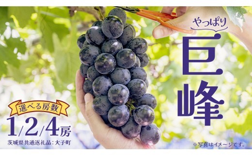 
                  【選べる房数】 巨峰 １房 ２房 ４房 (茨城県共通返礼品：大子町) ぶどう 葡萄 ブドウ フルーツ 果物 スイーツ
                