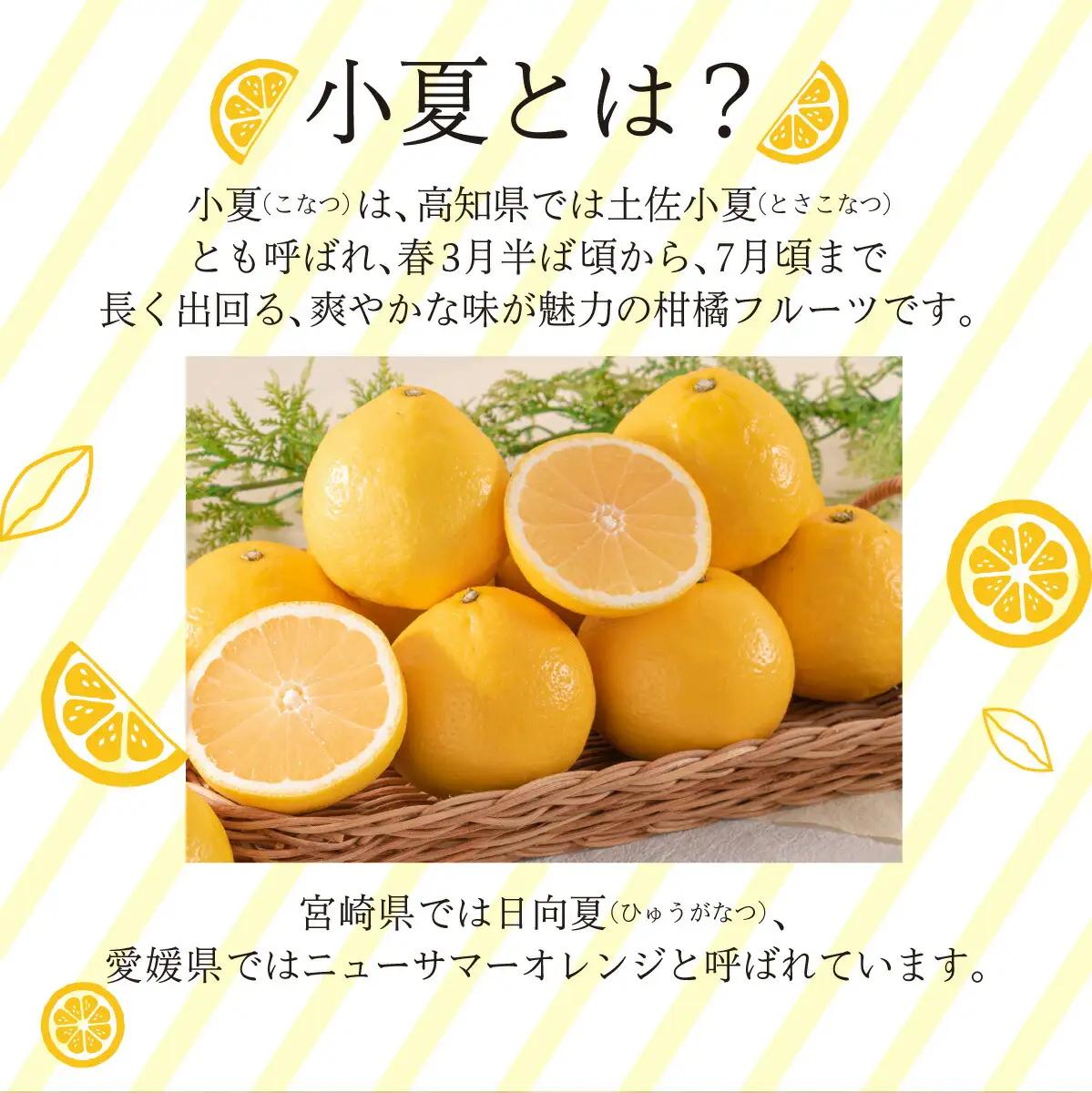 ＜先行予約＞【訳アリ】西内小夏 10kg　