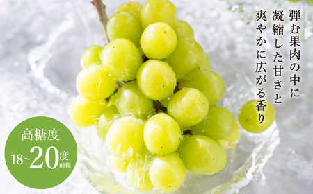 豊岡ぶどう シャインマスカット ２箱  約4kg / 豊岡ブドウ 産地直送 糖度が高い 濃厚 甘味 上品な香り 歯切れの良い 皮ごと 食べられる 減農薬 シャイン マスカット ぶどう ブドウ 葡萄 果