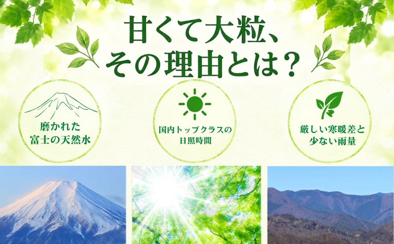 【2027年先行予約】　シャインマスカット約1.5kg（3~4房） 山梨 フルーツ 人気 甘い 糖度  ぶどう シャイン マスカット 名産 糖度 大粒 種無し 種なし やまなし 葡萄 ブドウ フルーツ