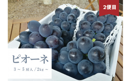 【2026年先行予約】たっぷり食べたい！桃とピオーネ、シャインマスカットが届く３回便 (岡山県産)【KF-T023-02】