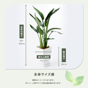 【観葉植物】ストレリチア・レギネ 極楽鳥花 60cm～80cm Green Base IB003-001 観葉植物 ※北海道・沖縄・離島配送不可
