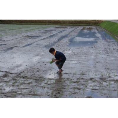 ふるさと納税 南砺市 【2ヵ月毎定期便】富山県産こしひかり　育(はぐくみ) 白米5kg×4袋《南砺の逸品》全6回 |  | 02