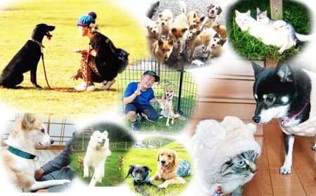 【返礼品なし】【犬猫等愛護活動 犬と猫と人にとって住みよい社会づくりを応援】宮崎県 高原町 特定非営利活動法人 咲桃虎(さくもんと)　TF3007-P00056