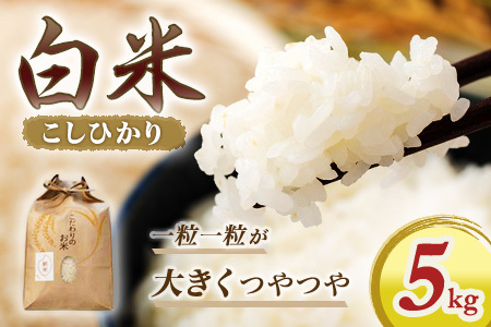 米 こしひかり5kg ykj01