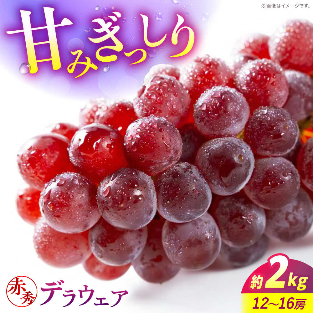 【ふるさと納税】ぶどう【2026年先行予約】＜8月上旬から順次発送＞ デラウェア 2kg（12から16房） 赤秀 露地栽培 デラウェア ぶどう 葡萄 ブドウ フルーツ 果物 人気 おすすめ ギフト 14000円 三次市/西田ぶどう園[APCM010]
