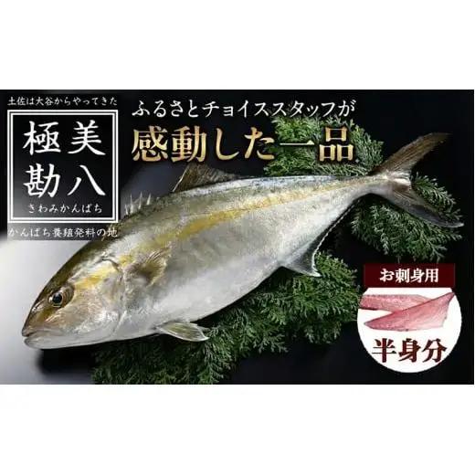 【 カンパチ 】 カンパチ 2節