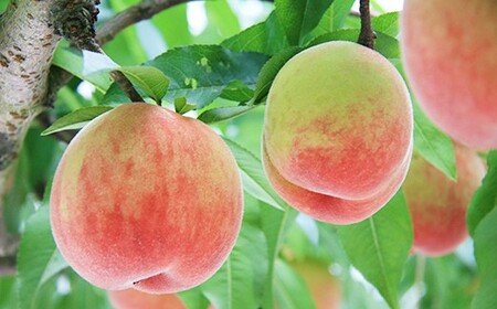 【先行予約】伊万里の桃「日川白鳳」化粧箱入り（4～6玉） B065