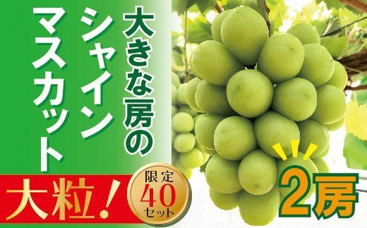 【ふるさと納税】　贈答用　ぶどう　シャインマスカット　2房　露地　岡山県　岡山のあま〜い「シャインマスカット」2房（大房）　ZZ-16