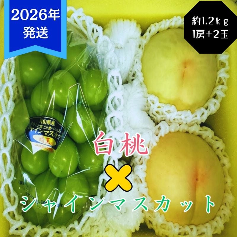 
            【2026年先行受付】 白桃 シャインマスカット 晴王 約1.2kg セット 桃 2玉 ぶどう 1房 岡山県産  御中元 ギフト 御礼 プレゼント 御礼 御祝 御供 果物 くだもの フルーツ もも モモ 葡萄 ブドウ [№5735-3352]
          