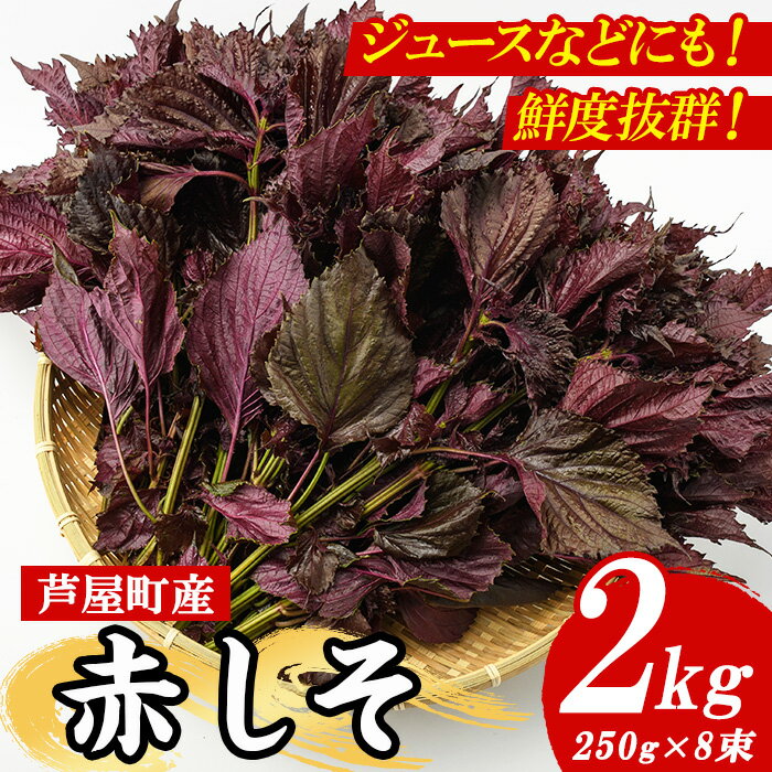 【ふるさと納税】≪2025年6月上旬より順次発送予定≫福岡県芦屋町特産 赤しそ(計2kg・250g×8束) 紫蘇 シソ あかしそ 赤しそ 芦屋町産 しそジュース 葉 手作り 手づくり 野菜 やさい 生鮮品【朝ごはん本舗】