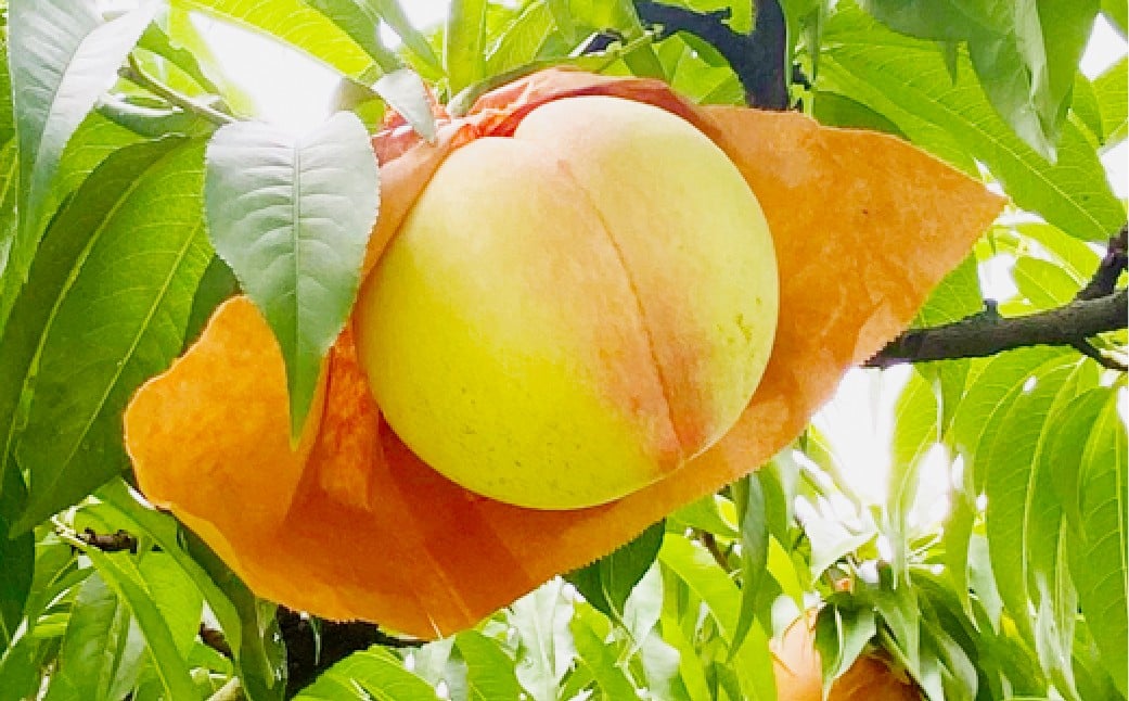 
            岡山匠の白桃 約1.3kg 4～6玉 犬塚農園 岡山県産 岡山白桃 家庭用【2026年6月下旬～7月下旬発送予定】【岡山県産 一宮産 みずみずしい 新鮮 数量限定 季節の味 旬をお届け フレッシュ 犬塚農園からお届け 晴れの国 おかやま 果物大国 もぎたて便 当日出荷 ご自宅用 岡山県 倉敷市 おすすめ 人気】
          