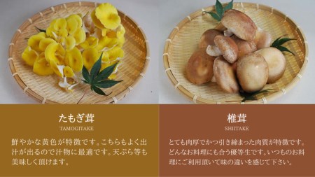 きのこ の 詰め合わせ Lサイズ 約2000g【茨城県共通返礼品 城里町】 キノコ 舞茸 あわび茸 たもぎ茸 しいたけ 花びら茸 [CX003sa]