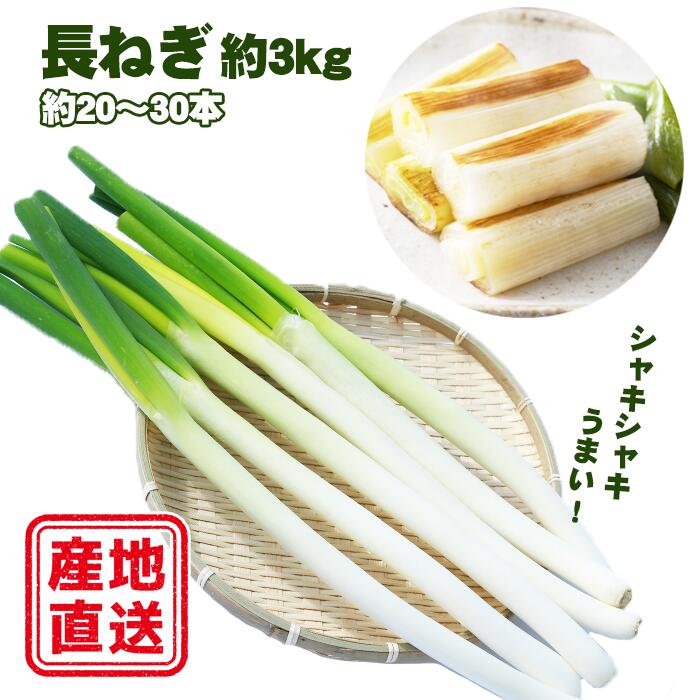 【ふるさと納税】 長ねぎ おすすめ 約 3kg （ L ～ 2L 20本 ～ 30本 程度）／ 野菜 やさい 長ネギ 長葱 ねぎ ネギ 葱 3kg 3キロ 3キロ 数量限定 期間限定 季節限定 産地直送 おいしい 新鮮 旬 旬野菜 産直 年間出荷量 1位 1位 人気 岩手県 滝沢市 送料無料 滝沢産業開発