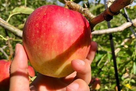 『予約受付』【令和6年8月中旬発送】厳選 九州旬のりんご 3キロ箱(8～12玉入) 九州 リンゴ 林檎 フルーツ 果物 つるが 秋映 紅将軍 シナノスイート シナノゴールド 3kg