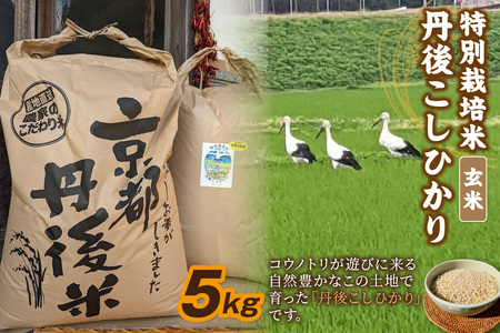 令和7年産　丹後こしひかり　玄米5kg【特別栽培米】新米　米 ブランド米 玄米 特別栽培 白米 特別栽培米 令和7年度 ふるさと納税 こしひかり