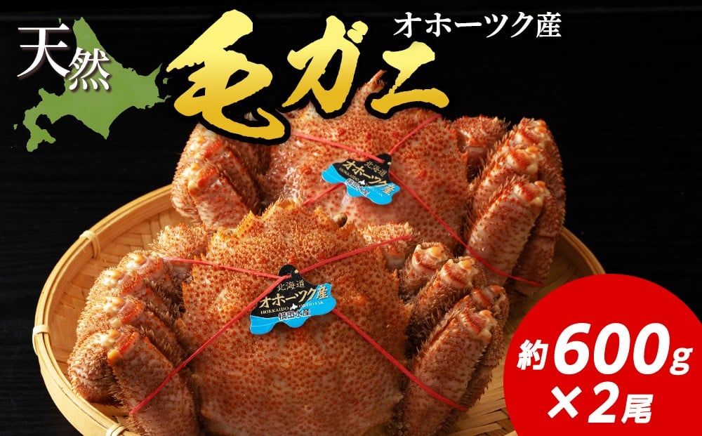 
                  毛ガニ　約600g×2尾
                