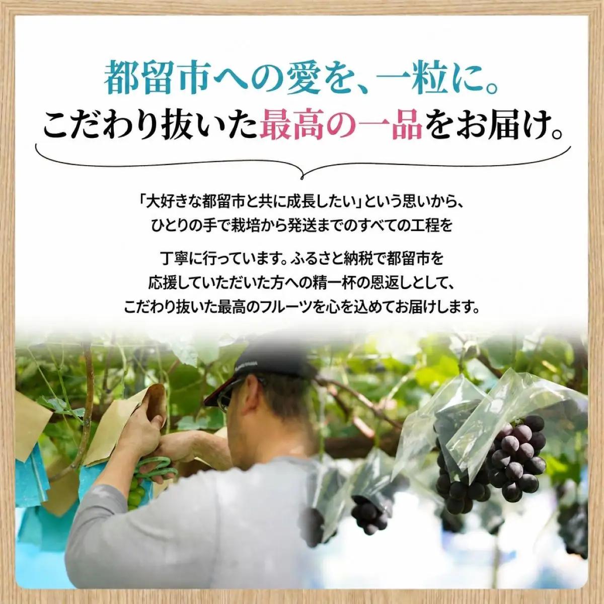 山梨県都留市産 朝採れ シャインマスカット ２~３房（約1.0kg以上）【2026年発送】シャインマスカット フルーツ