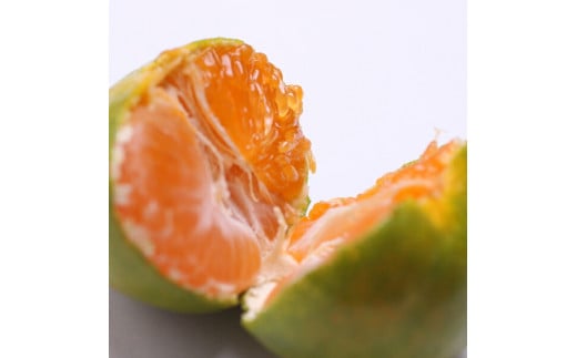 家庭用 極早生有田みかん1kg+250g（傷み補償分）【希少な新品種YN26】【菊みかん入り】 ※北海道・沖縄・離島への配送不可 ※2025年10月上旬～11月中旬頃に順次発送予定