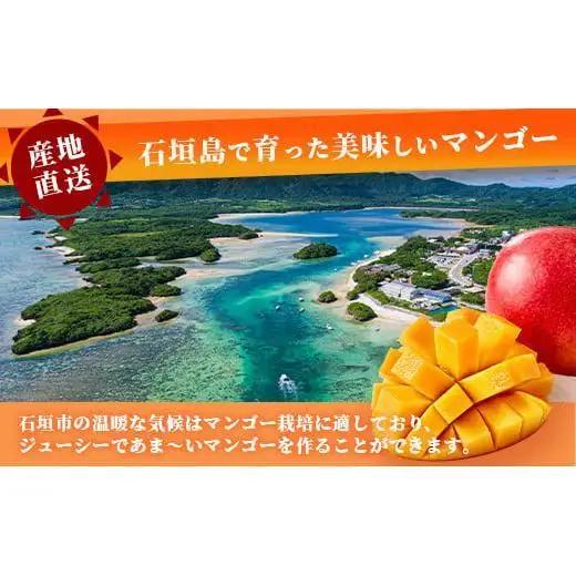 【先行予約】「紅福姫ブランド」石垣島のマンゴー 約3kg  OT-06