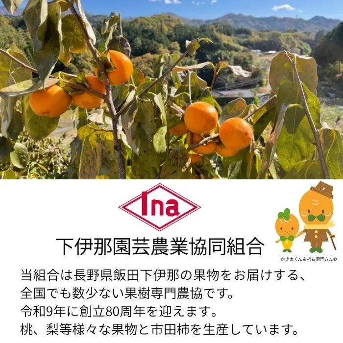 【年明発送】南信州産GI登録商品【市田柿】 約1kg袋 ＜2027年1月中旬～発送予定＞
