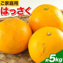 【ふるさと納税】【訳あり/ご家庭用】はっさく 八朔 4kg＋1kg 計約5kg サンファーム《1月上旬-3月末頃出荷》和歌山県 紀の川市 ご家庭用 7000円