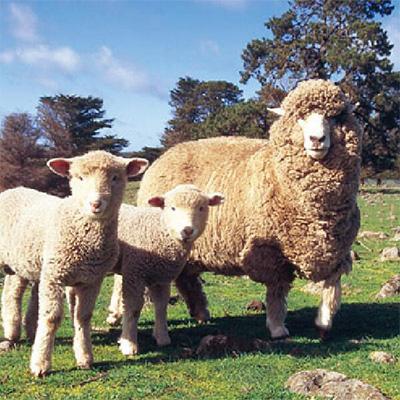 ふるさと納税 横瀬町 メリノン「マルチブランケット」(ブルーグレー) |  | 03