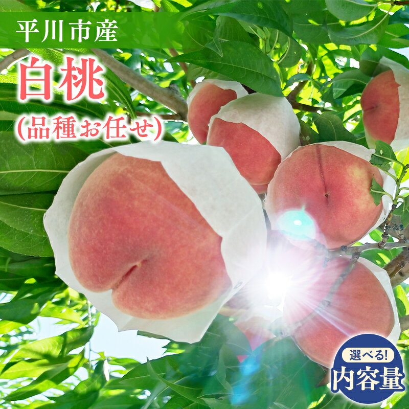 【ふるさと納税】≪2026年産先行予約≫ 内容量が選べる! 平川市産 白桃 品種お任せ 約2kg 約4kg 【 青森県 平川市 今井農園 】 あかつき まどか 伊達白桃 フルーツ 果物 桃 もも モモ 白桃 ピーチ はくとう お取り寄せ デザート 先行予約 レビューキャンペーン