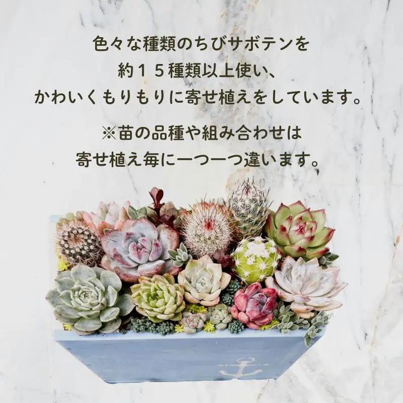 多肉植物の寄せ植えアレンジ ちびサボテン入り ／ aju succulent 植物 インテリア ガーデニング 15種 そのまま飾れる プレゼント ギフト 奈良県 葛城市【ajus011】