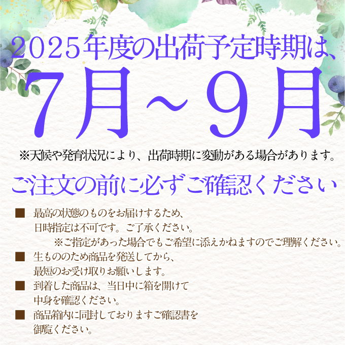 2025年予約受付中【3回定期便】シャインマスカット晴王2房 約1.4kg 7月8月9月に出荷 人気 岡山県産 種無し 皮ごと食べる みずみずしい ハレノフルーツ