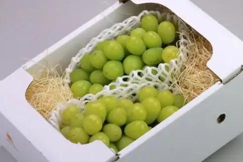ぶどう クラブ 定期便 全3回 フルーツ定期便 ぶどう