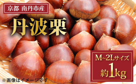 【期間限定】 丹波栗 1kg M~2Lサイズ 栗