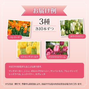先行予約 チューリップ 30本 色お任せ 3品種 花 お花 はな ちゅーりっぷ 春 インテリア 自宅用 JA北新潟 （北越後）新潟 新発田 JA004