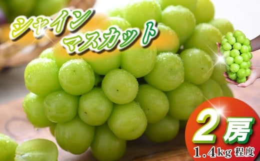 【観光農園直送！】シャインマスカット 2房 1.4kg程度（ぶどう ブドウ マスカット フルーツ 果物）
