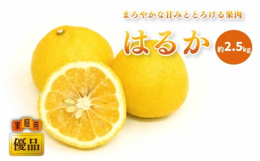 【先行予約】【2026年2月中旬から発送予定】はるか 家庭用(優品) 約2.5kg