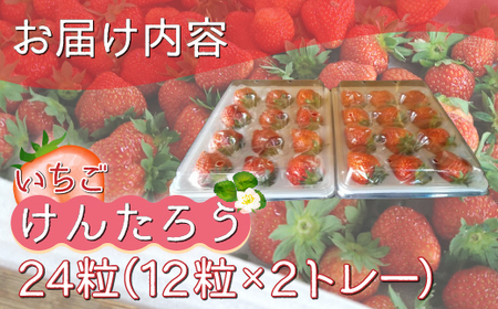 【2025.5月以降順次出荷】いちご「けんたろう」2トレーセット 【 ふるさと納税 人気 おすすめ ランキング 果物 いちごイチゴ 苺 国産いちご 国産苺 けんたろう セット おいしい 美味しい 甘い