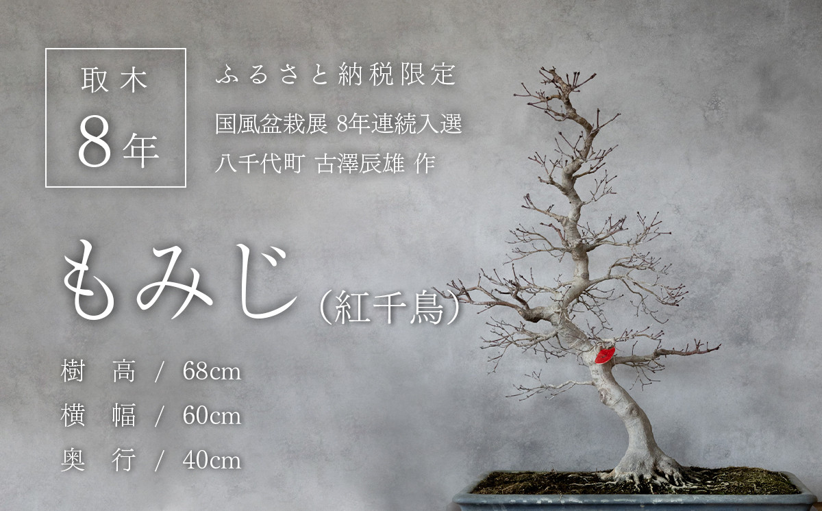 
            【1点物】 盆栽 もみじ （紅千鳥） (3) 国風盆栽展 入選 作家 古澤辰雄 [SF087ya]
          