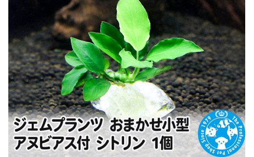 ジェムプランツ おまかせ小型アヌビアス付 シトリン 1個 [株式会社チャーム charm ジェムプランツ 宝石 水晶 レイアウト素材 形状お任せ おまかせ 植物 観葉植物 インテリア]