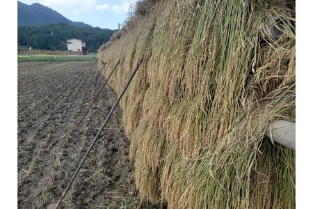 2025年産 京丹後産稲作発祥の地コシヒカリ特別栽培米 月の輪田米 玄米5kg（天日干し）