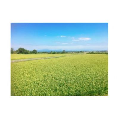 ふるさと納税 高島市 実生庵の近江米【四季風流】琵琶の龍神(R)  滋賀県高島市産 2kg×1袋 精米済 MS268 |  | 02