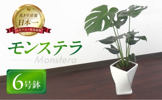 モンステラ 6号鉢 観葉植物 植物 6号鉢 人気 おしゃれ かわいい お手入れ 室内 大鉢 中型 インテリア リビング 玄関 寝室 キッチン オフィス プレゼント ギフト 新居 入居 インテリアグリーン グリーン 緑 植物